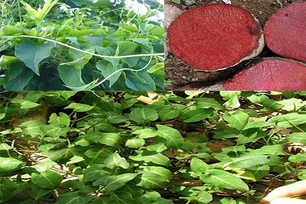 Từ ngày xưa hà thủ ô đã được các bà các mẹ lựa chọn làm nguyên liệu cho mái tóc